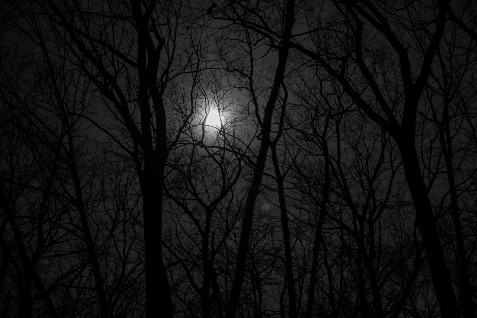 Nikon D5300 + Nikon AF-S DX Nikkor 35mm F1.8G sample photo. Forest, full, moon, night photography