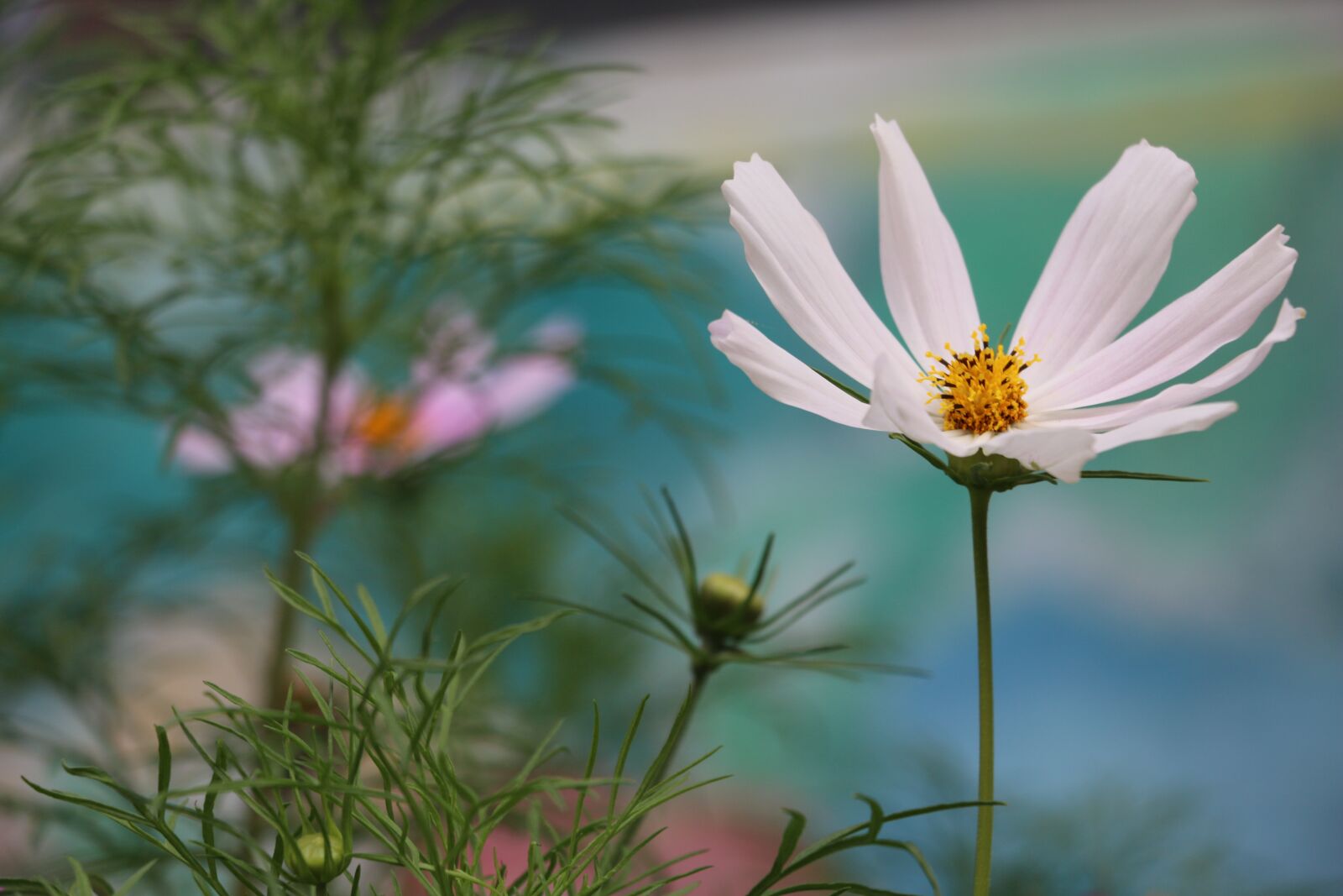 Canon EOS 70D sample photo. Flower, beautiful, artistic conception photography