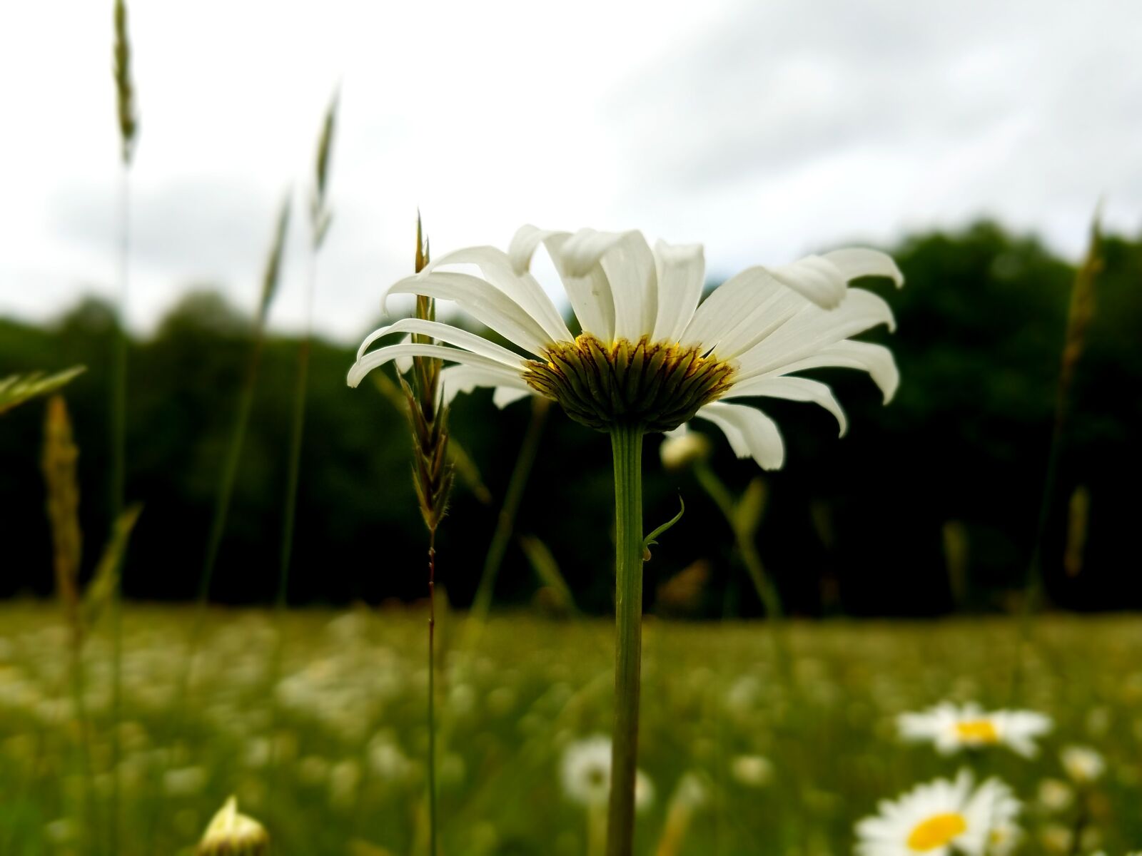 Samsung Galaxy S7 sample photo. Flower, daisy, nature photography