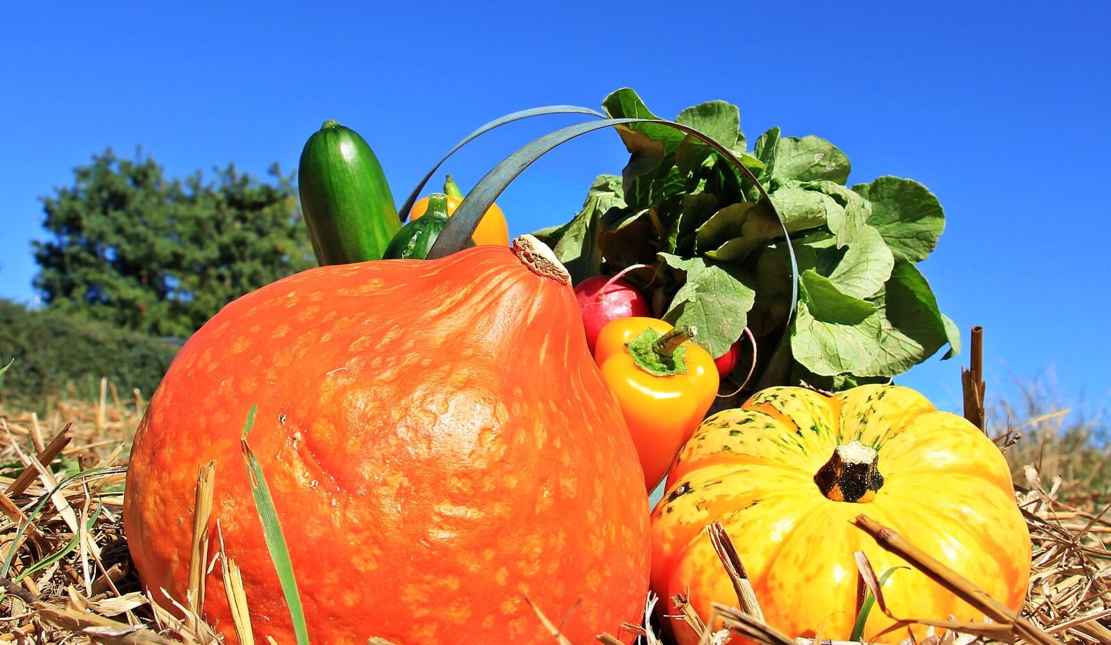 Canon EOS 550D (EOS Rebel T2i / EOS Kiss X4) sample photo. Thanksgiving, pumpkins, cucumbers photography