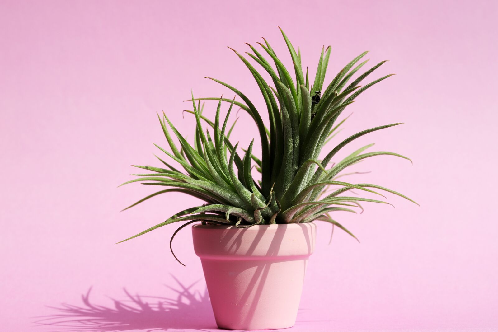 Canon EOS 6D Mark II sample photo. Pastel, potted plant, flowers photography
