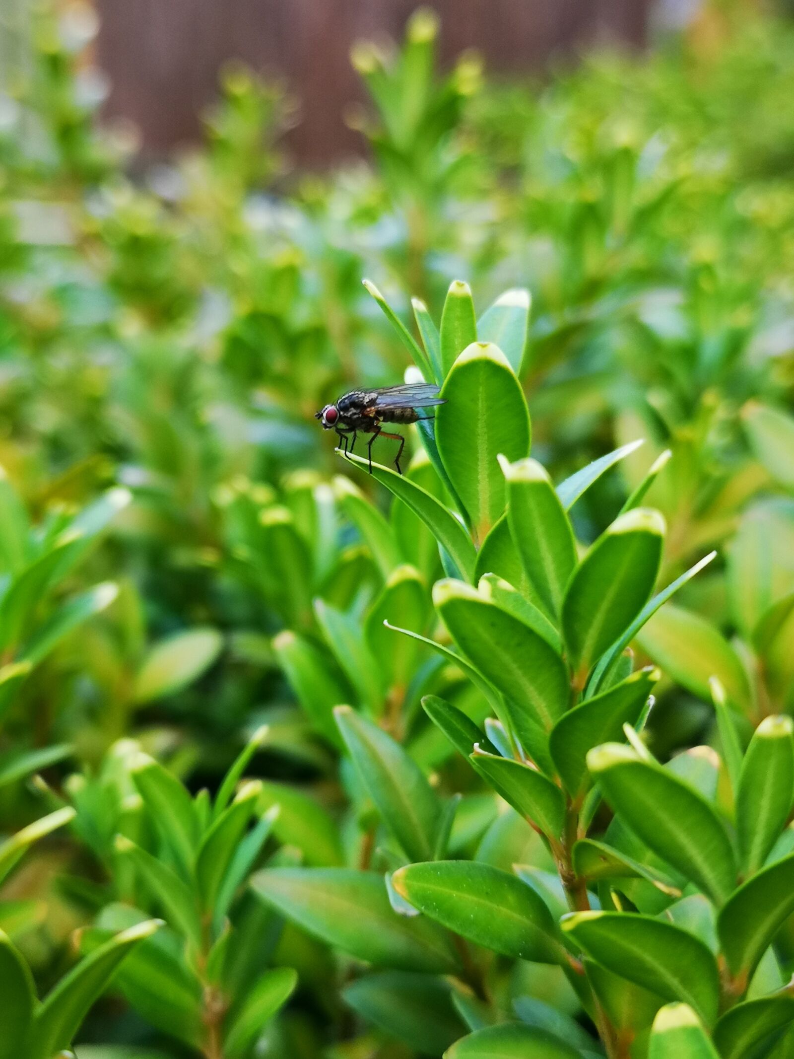 HUAWEI CLT-L29 sample photo. Fly, close up, green photography