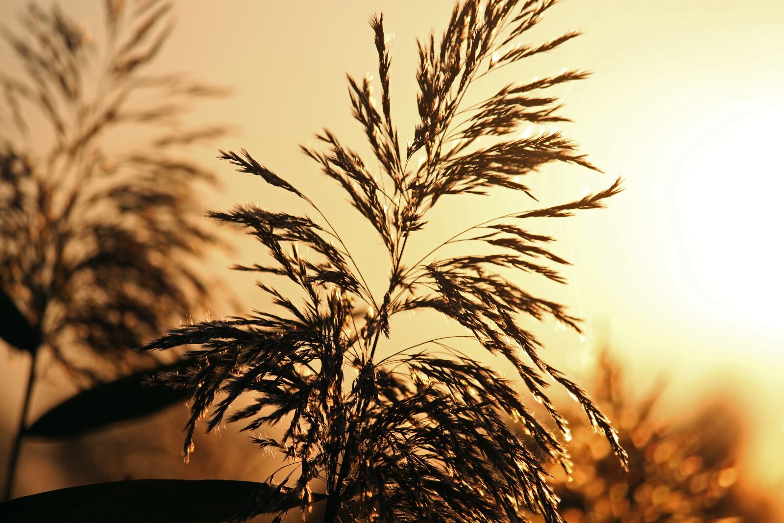 Canon EF-S 55-250mm F4-5.6 IS STM sample photo. Sunrise, morning mist, mood photography