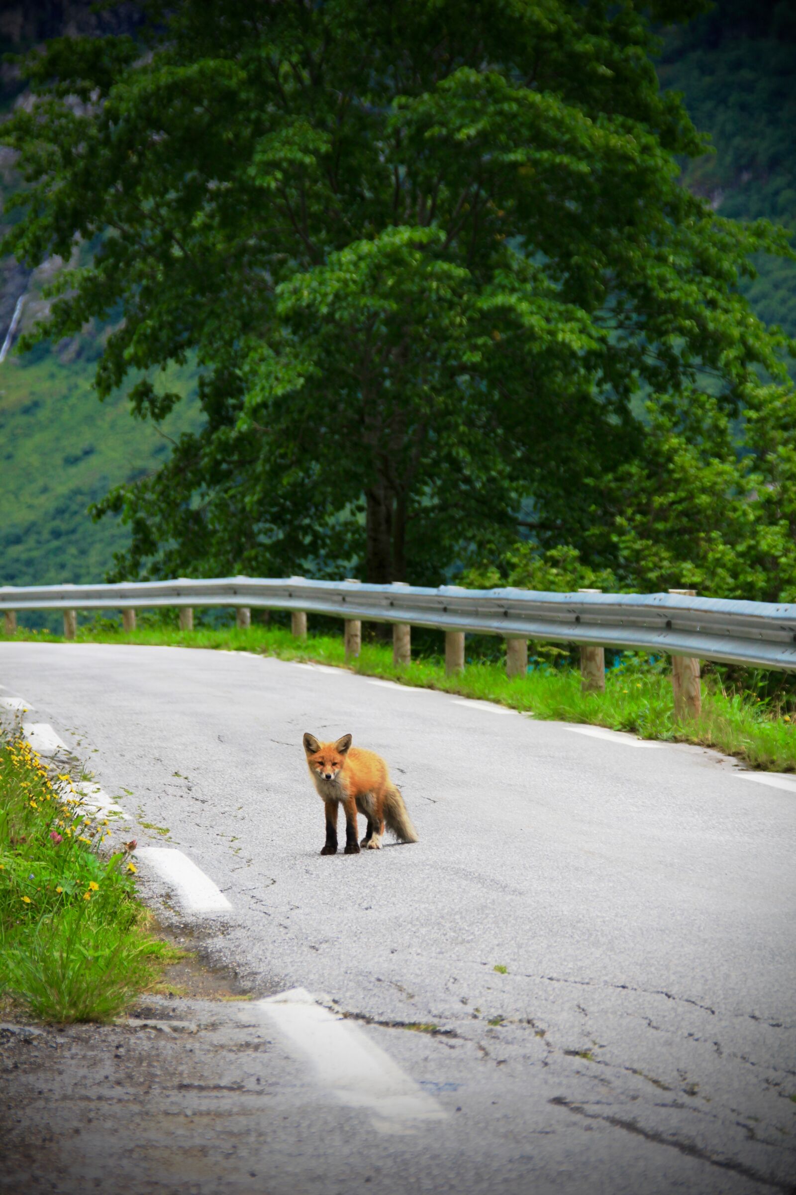 Canon EOS 60D sample photo. Fox, road, animal photography