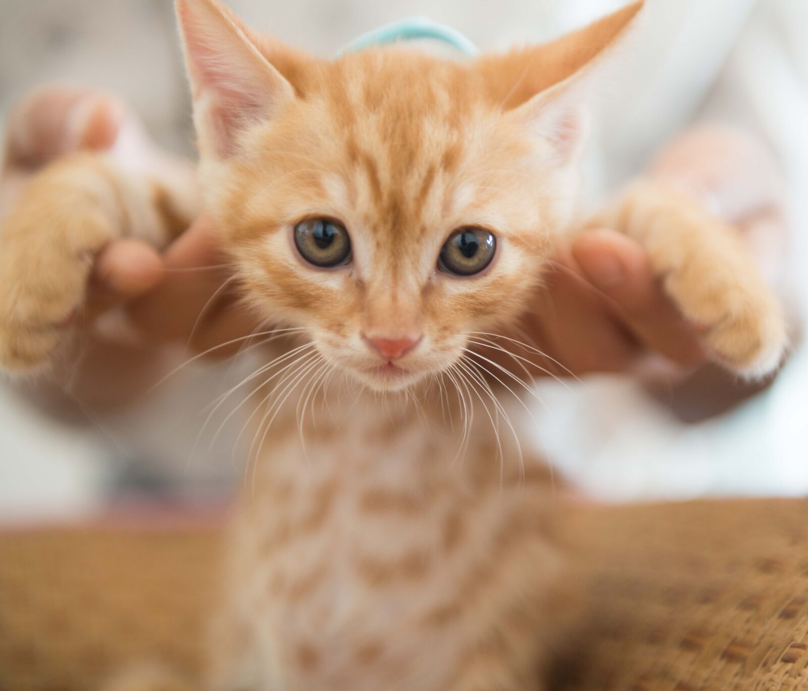 Nikon AF-S Nikkor 24-70mm F2.8G ED sample photo. Baby, cats, cute, small photography