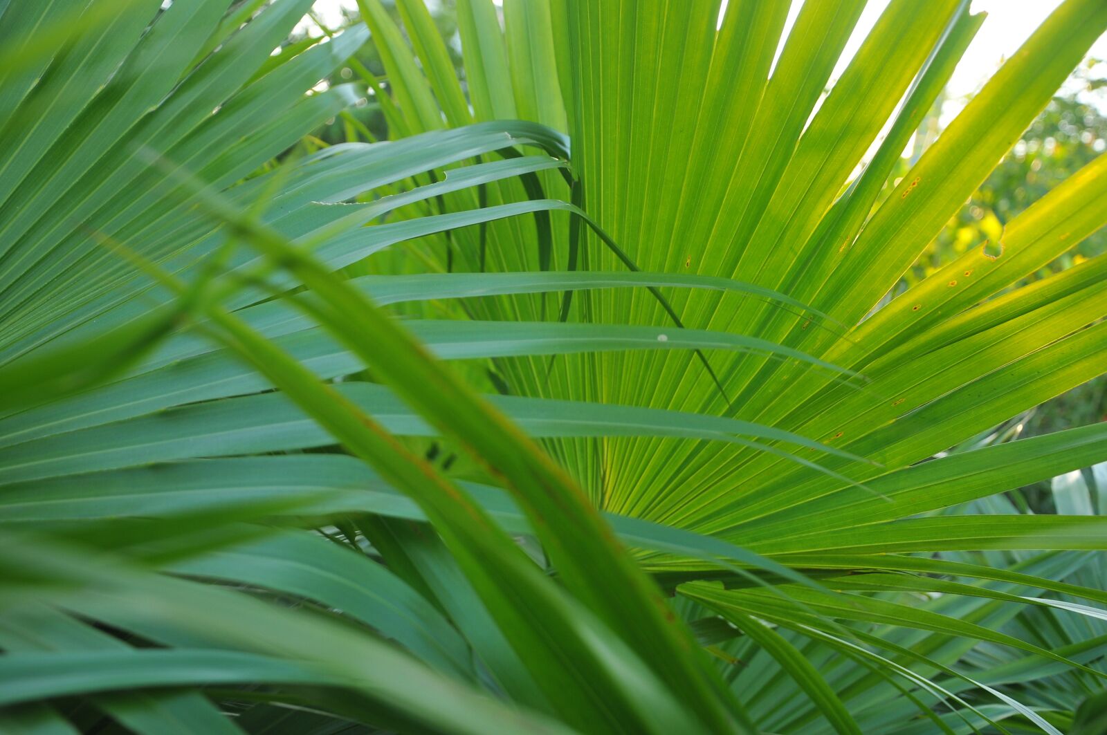 Nikon D300S sample photo. Abstract, leaf, plant photography