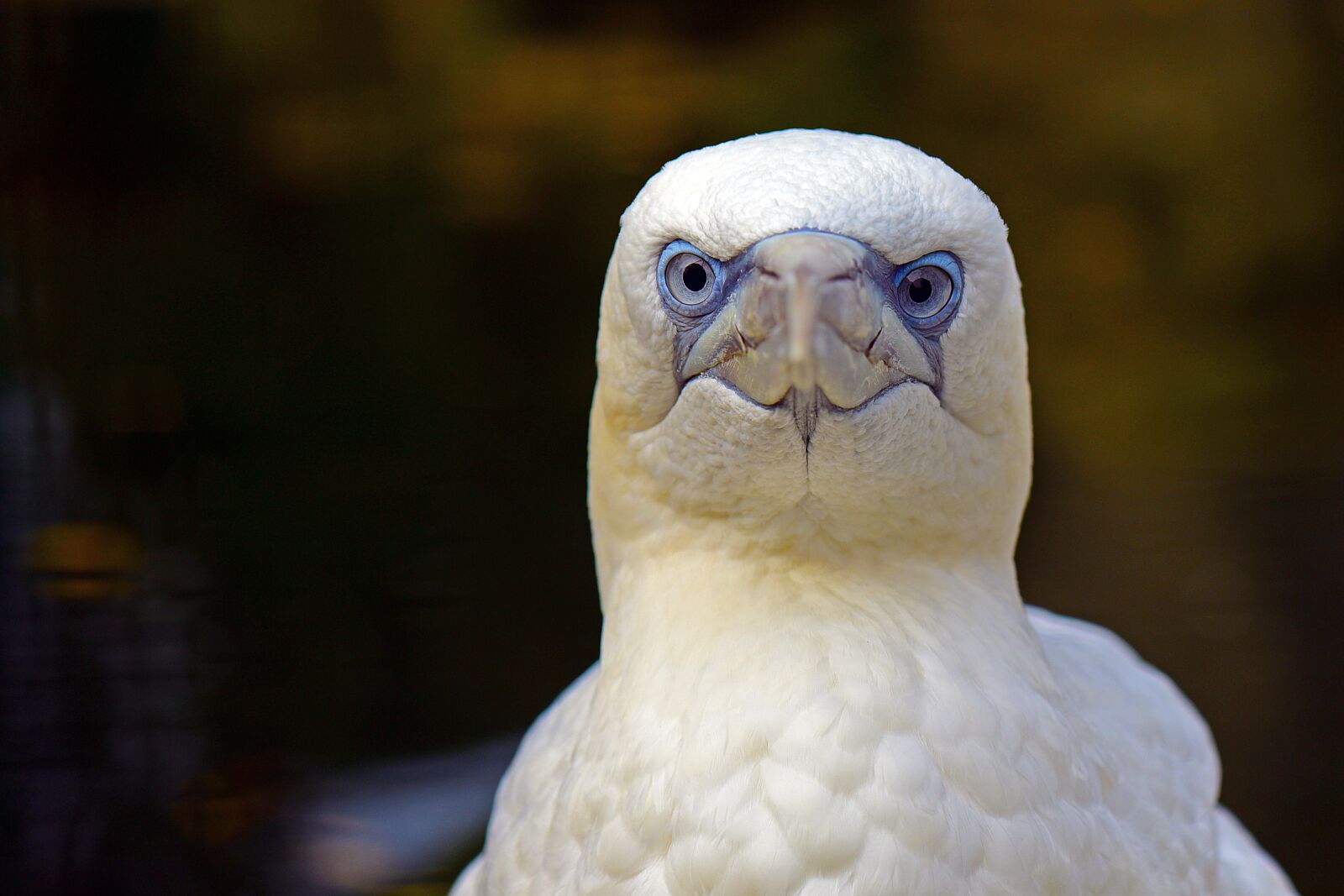 Nikon D750 sample photo. Northern gannet, what are photography