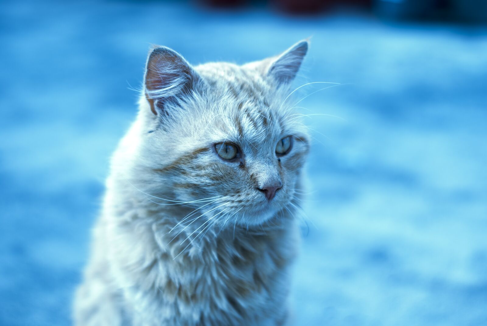 Nikon D60 sample photo. Cute cat, long hair photography