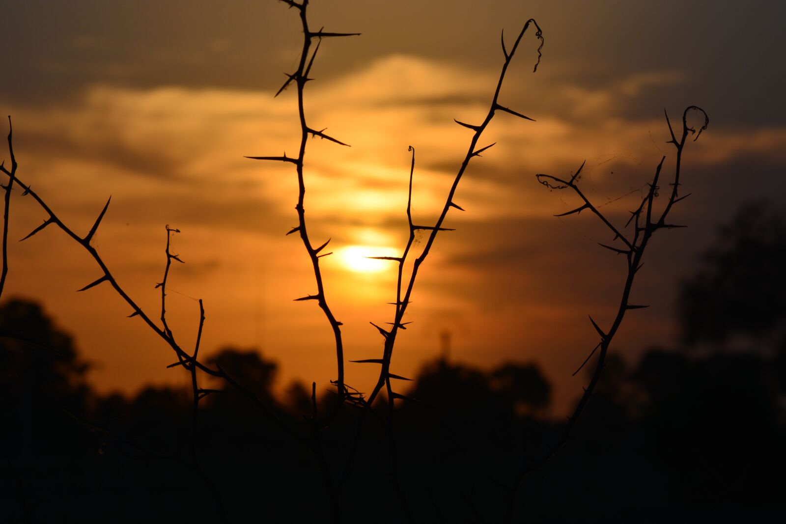 Nikon D5200 sample photo. Sunset, silhouette, sun photography