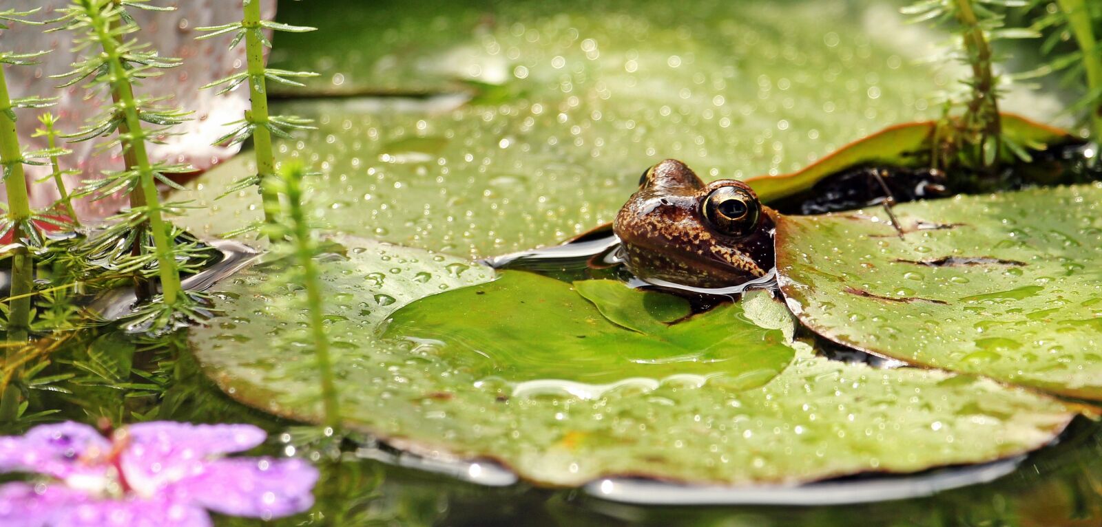 Canon EOS 550D (EOS Rebel T2i / EOS Kiss X4) sample photo. Frog, water lilies, nuphar photography