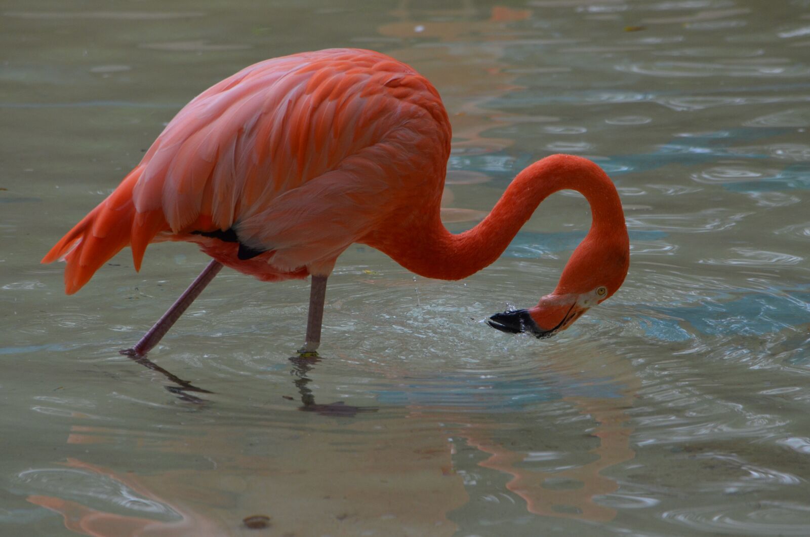 Nikon D7000 sample photo. Flamingo, bird, pink photography