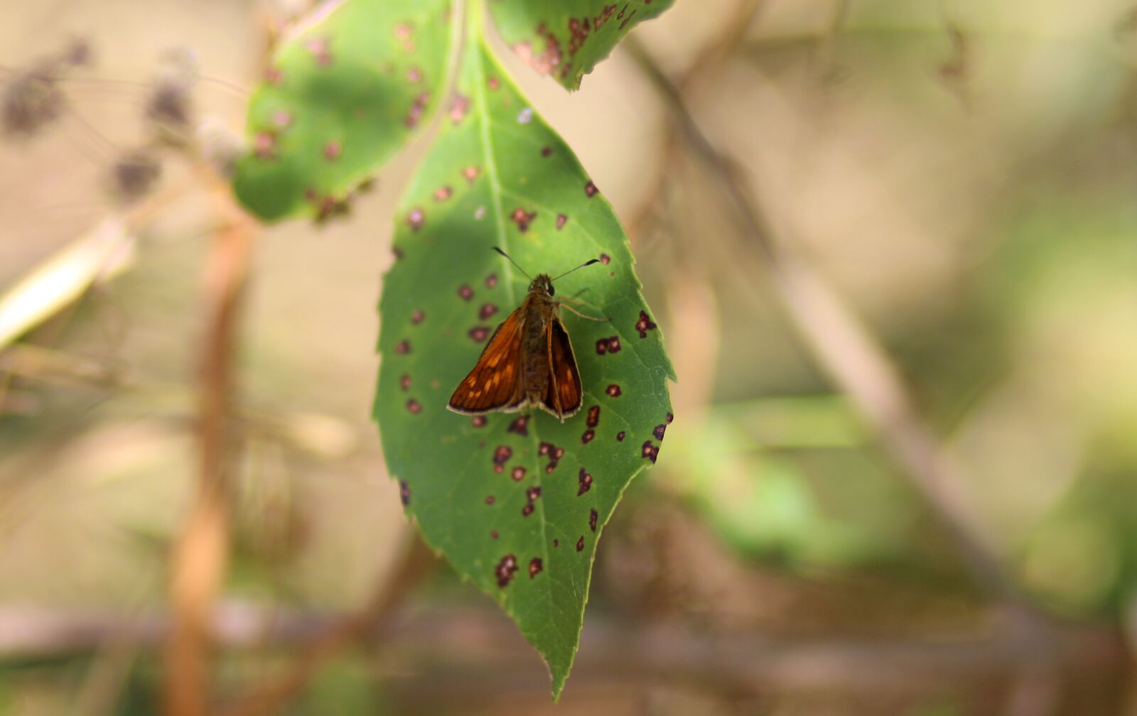 Canon EOS 700D (EOS Rebel T5i / EOS Kiss X7i) + Canon EF 85mm F1.8 USM sample photo. Butterfly, red, leaf photography