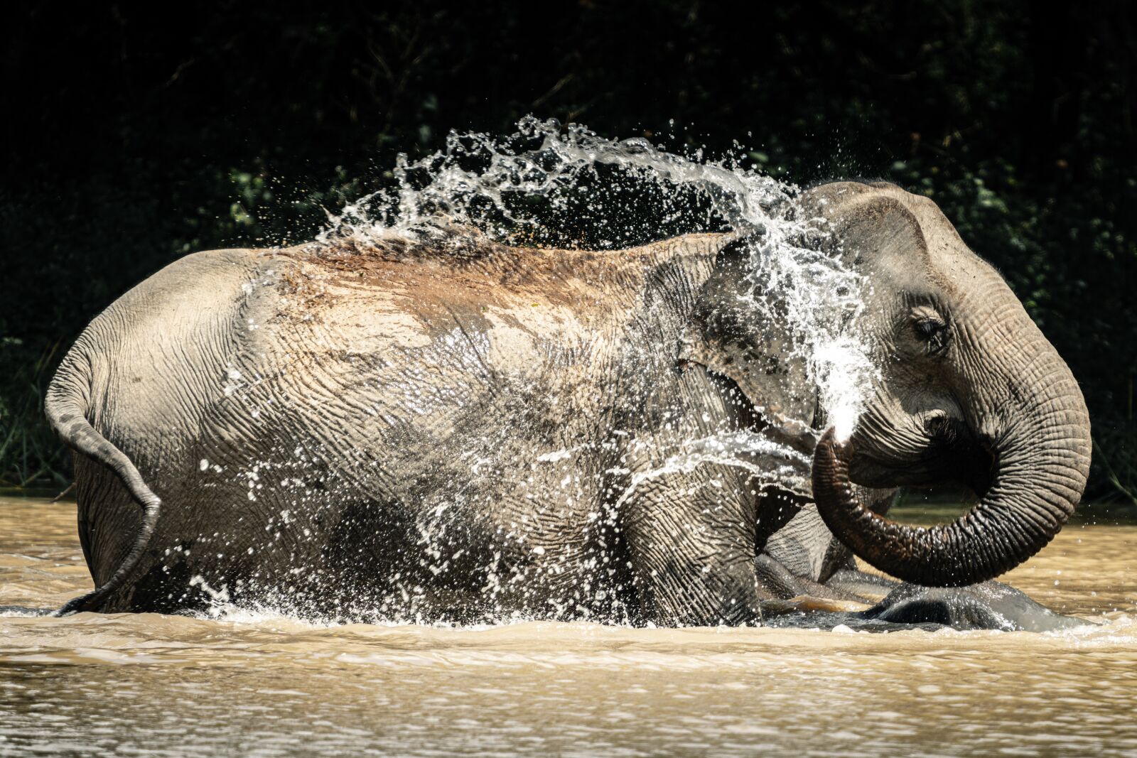 Sony FE 200-600mm F5.6-6.3 G OSS sample photo. Elephant, animal, wildlife photography