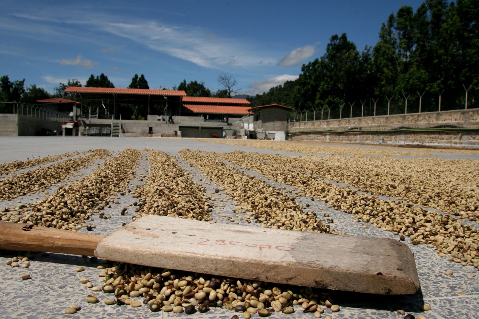 Canon EOS 20D sample photo. Jacobos, board, drying, coffee photography