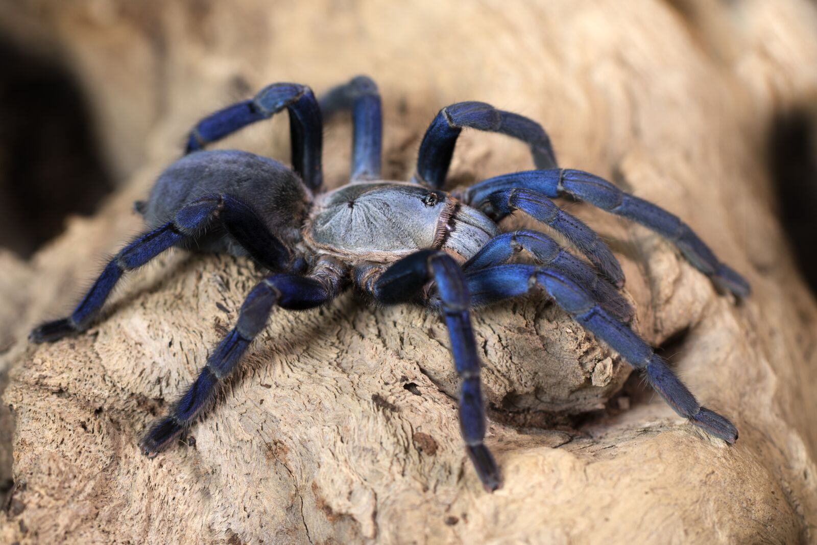 Canon EF 100mm F2.8L Macro IS USM sample photo. Tarantula, spider, creepy photography