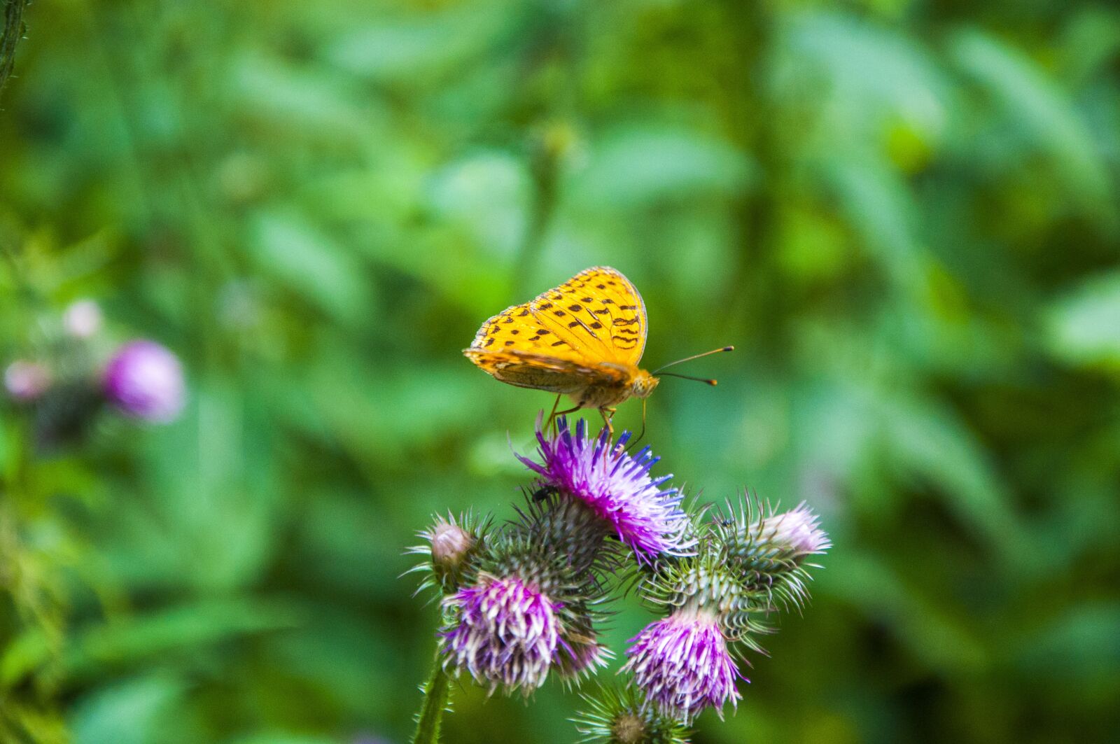 Nikon D90 sample photo. Bieszczady, nature, poland photography