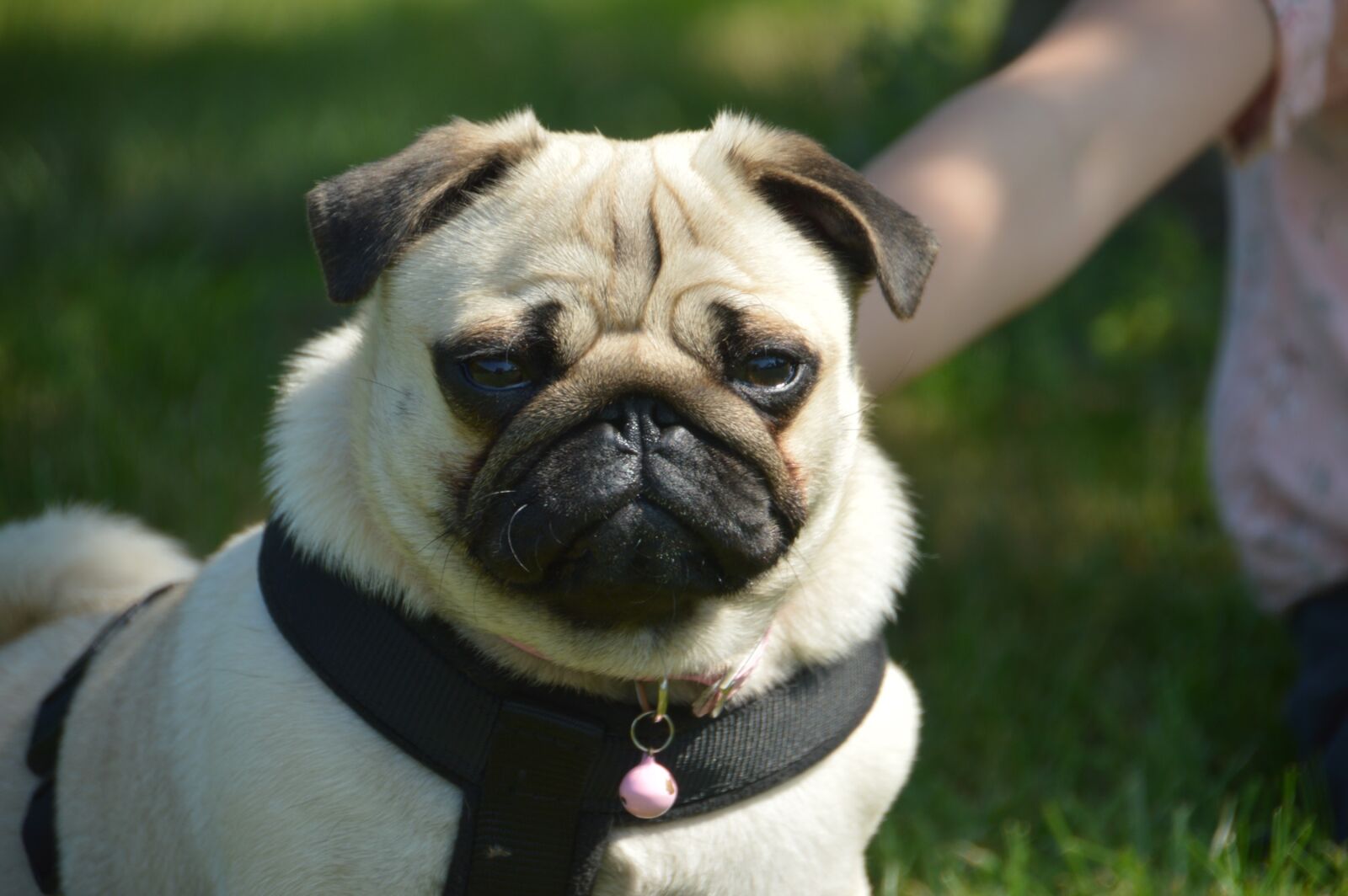 Nikon D3200 sample photo. Dog, animal, puppy photography