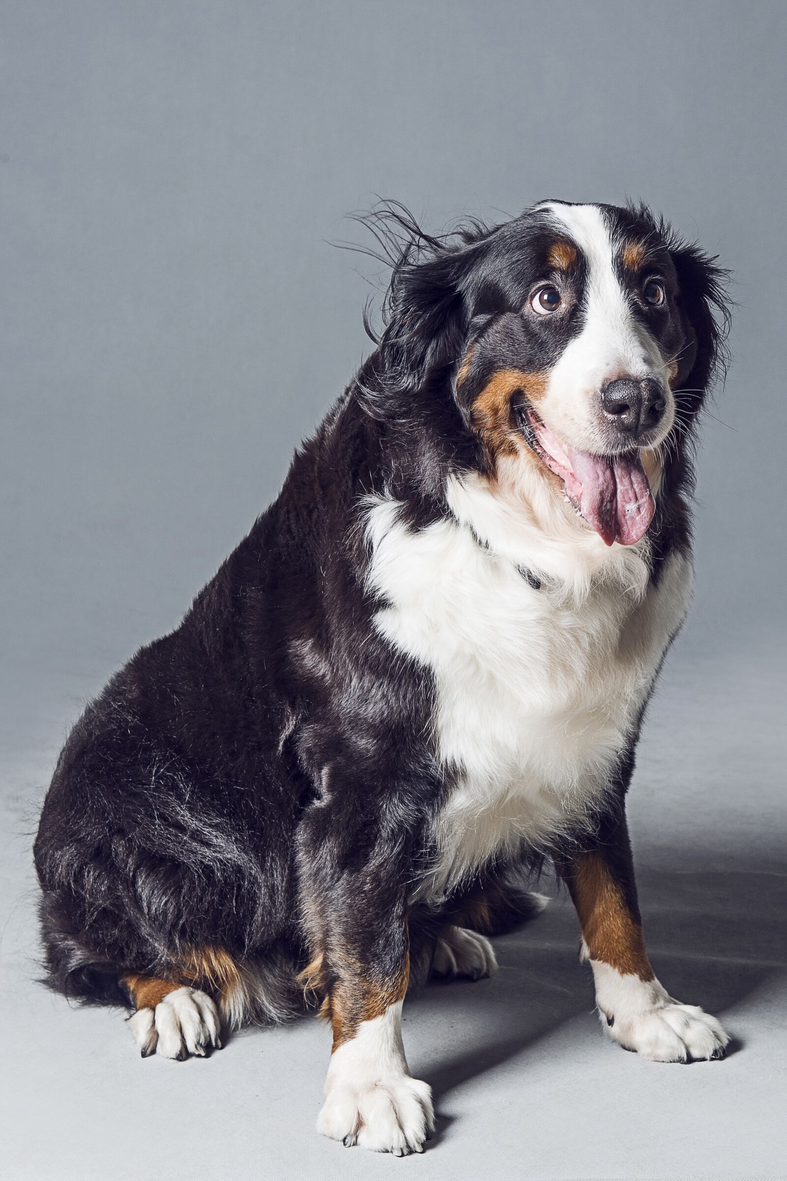 Nikon D800 sample photo. Animal, dog, bernese mountain photography
