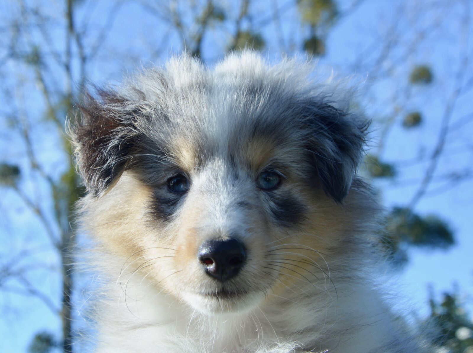 Nikon D5200 sample photo. Dog, puppy, pup photography