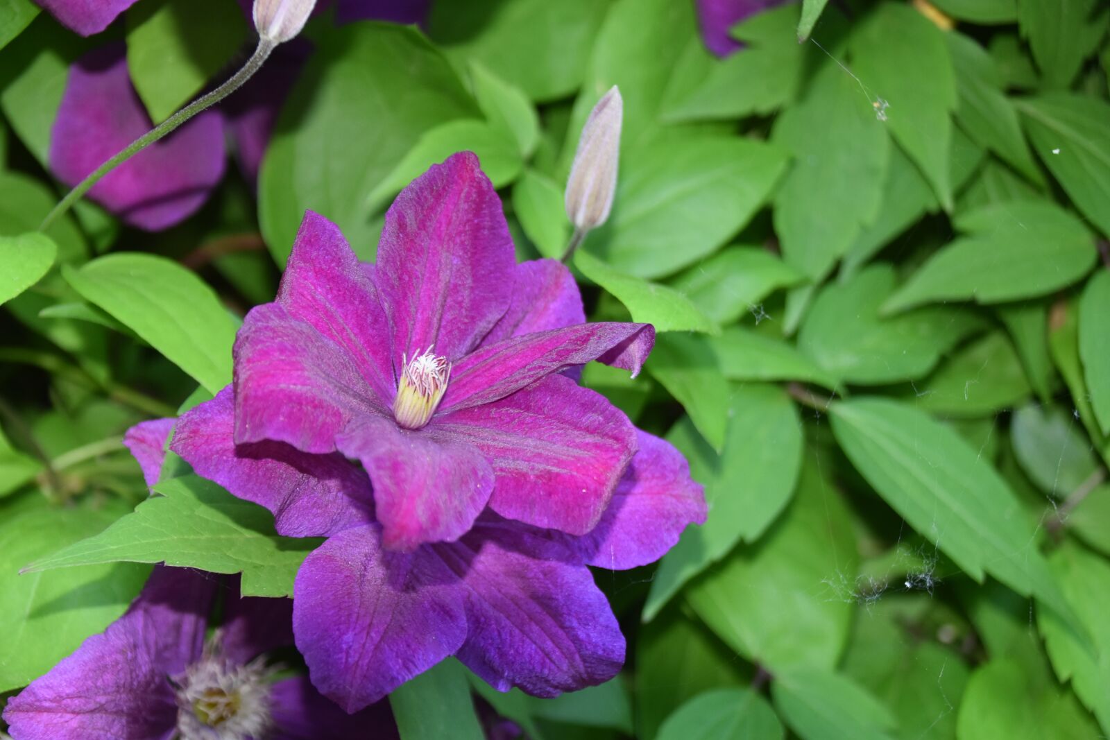 Nikon D5600 sample photo. Flower, plant, clematis nature photography