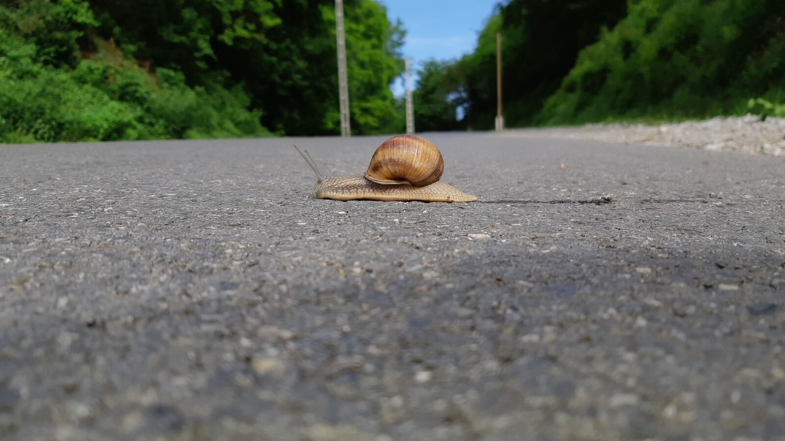 Samsung Galaxy A8(2018) sample photo. Snail, road, brave photography