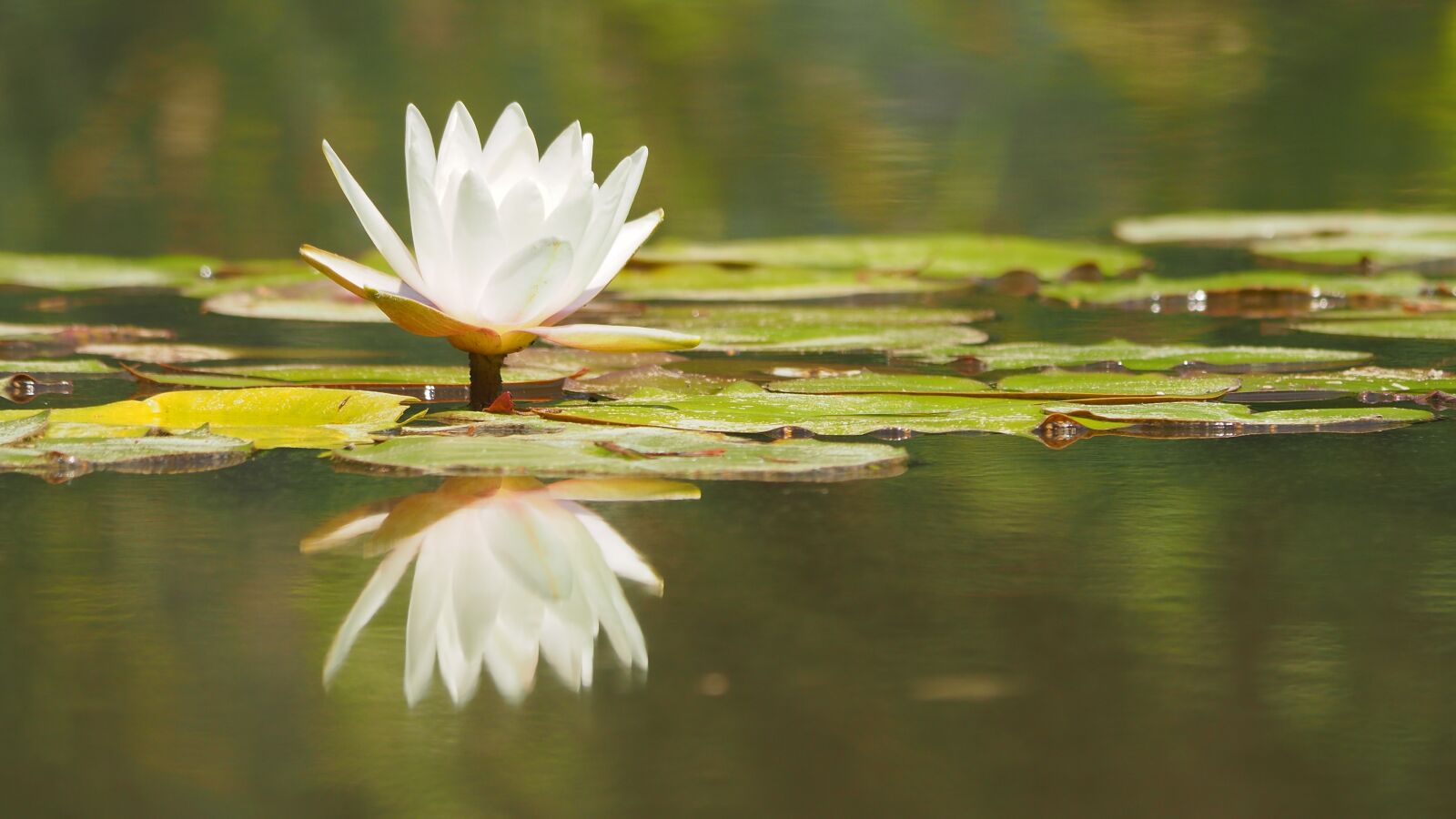 Olympus OM-D E-M10 II + Panasonic Lumix G Vario 100-300mm F4-5.6 OIS sample photo. Nature, water lily, pond photography