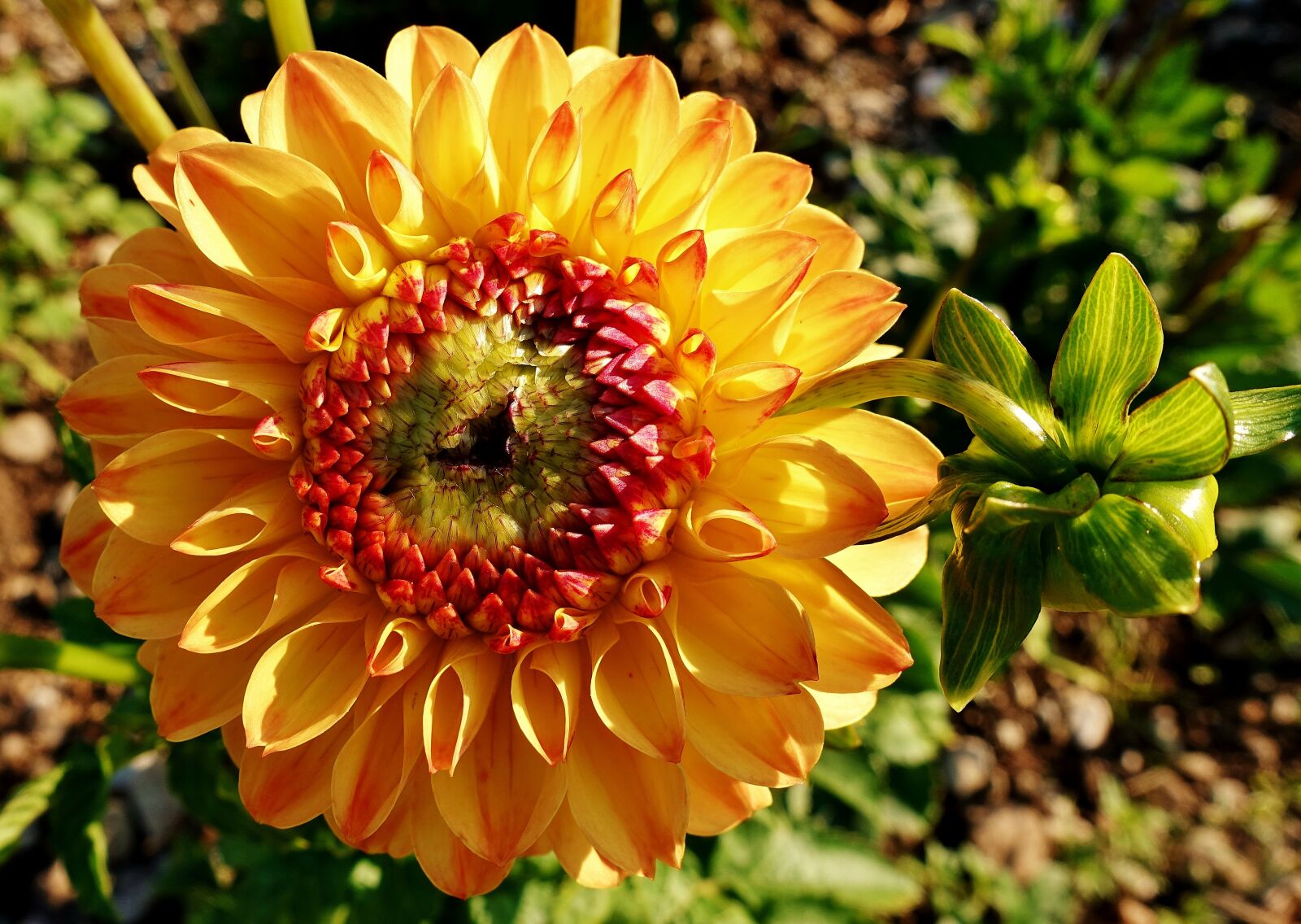 Sony DSC-RX100M5 sample photo. Dahlia, plant, flower photography
