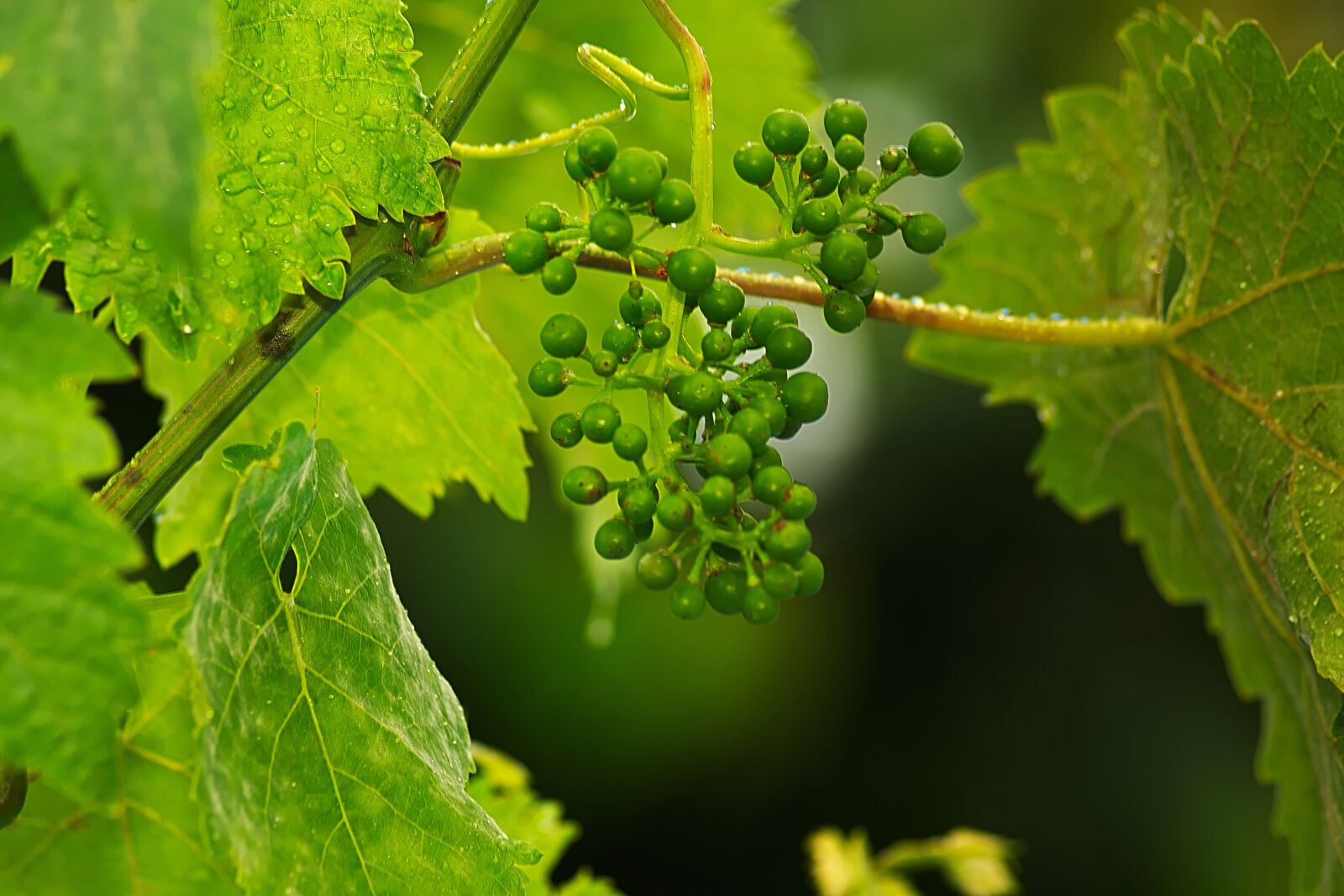 Nikon D3300 sample photo. Wine, grape, fruits photography