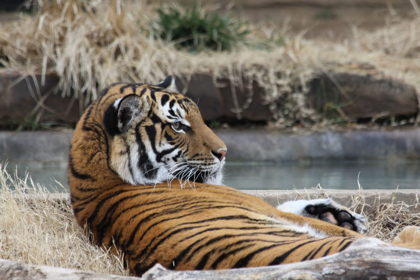 Canon EOS 50D sample photo. Tiger, zoo, laying down photography