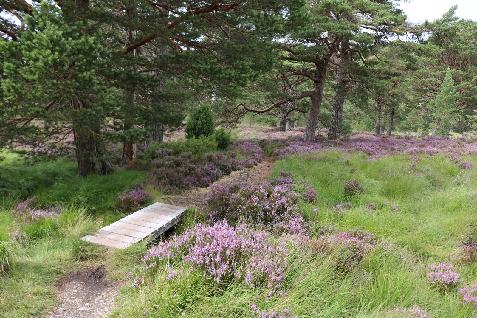 Canon EOS 750D (EOS Rebel T6i / EOS Kiss X8i) sample photo. Moor, erika, scotland photography