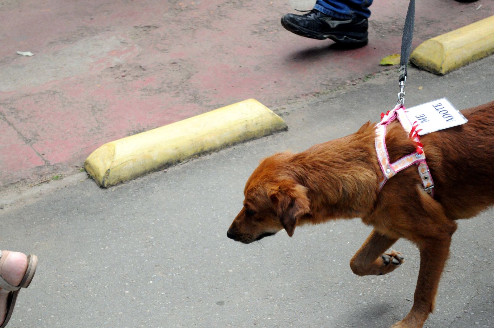Nikon D5000 sample photo. Brown, dog, show photography