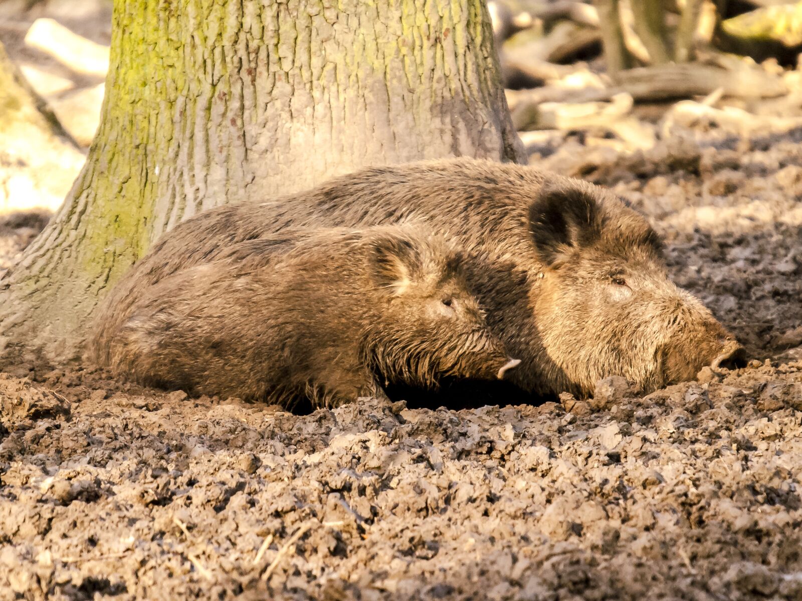 Olympus E-3 sample photo. Boar, pig, mammal photography