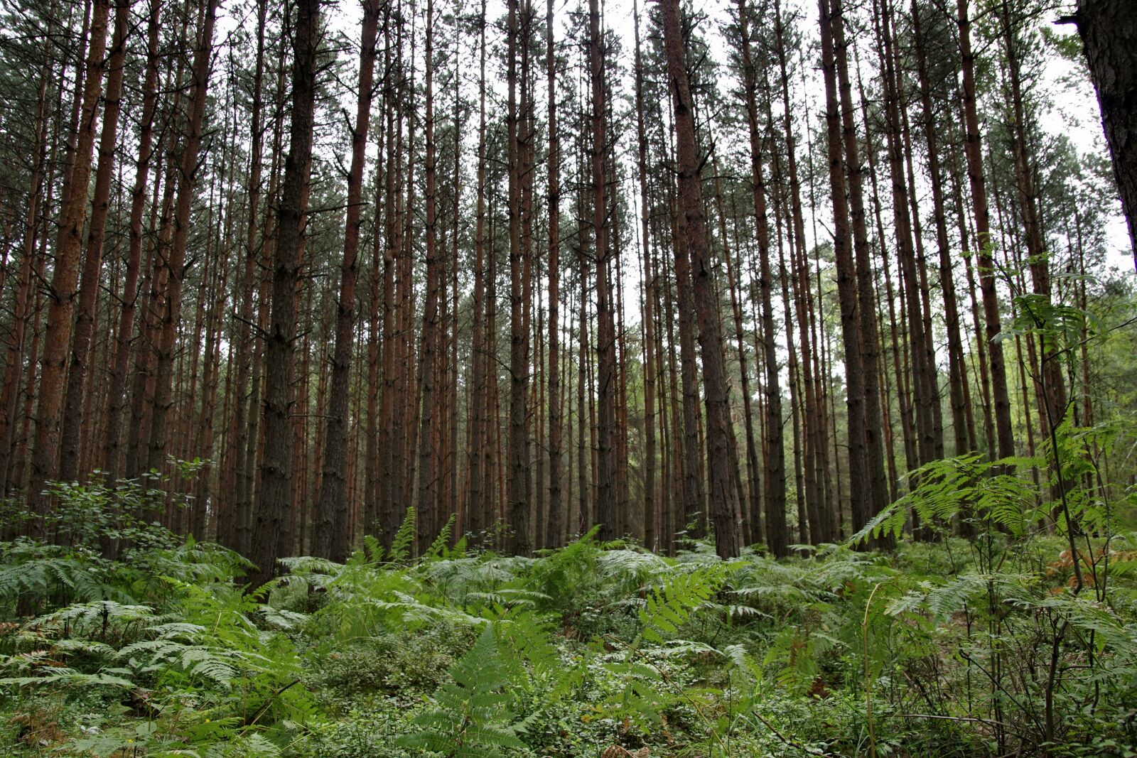 Pentax K-S2 sample photo. Spruce, tree, pine photography