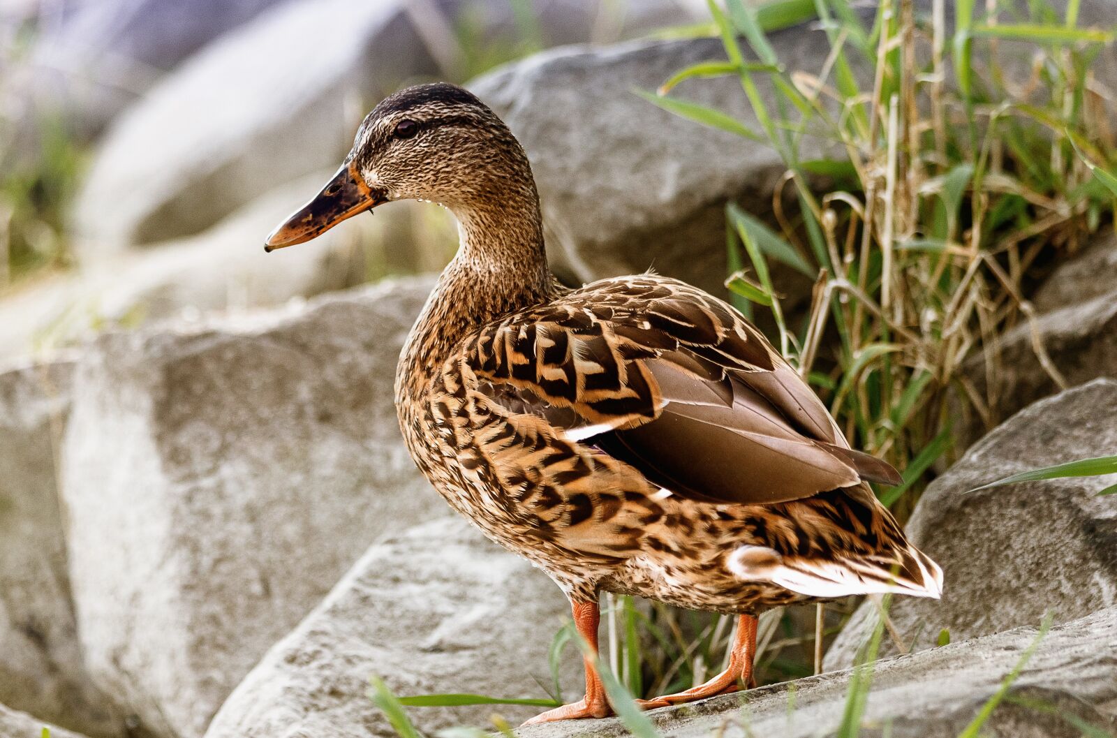 Canon EF 70-300mm F4-5.6 IS USM sample photo. Mallard, duck, bird photography