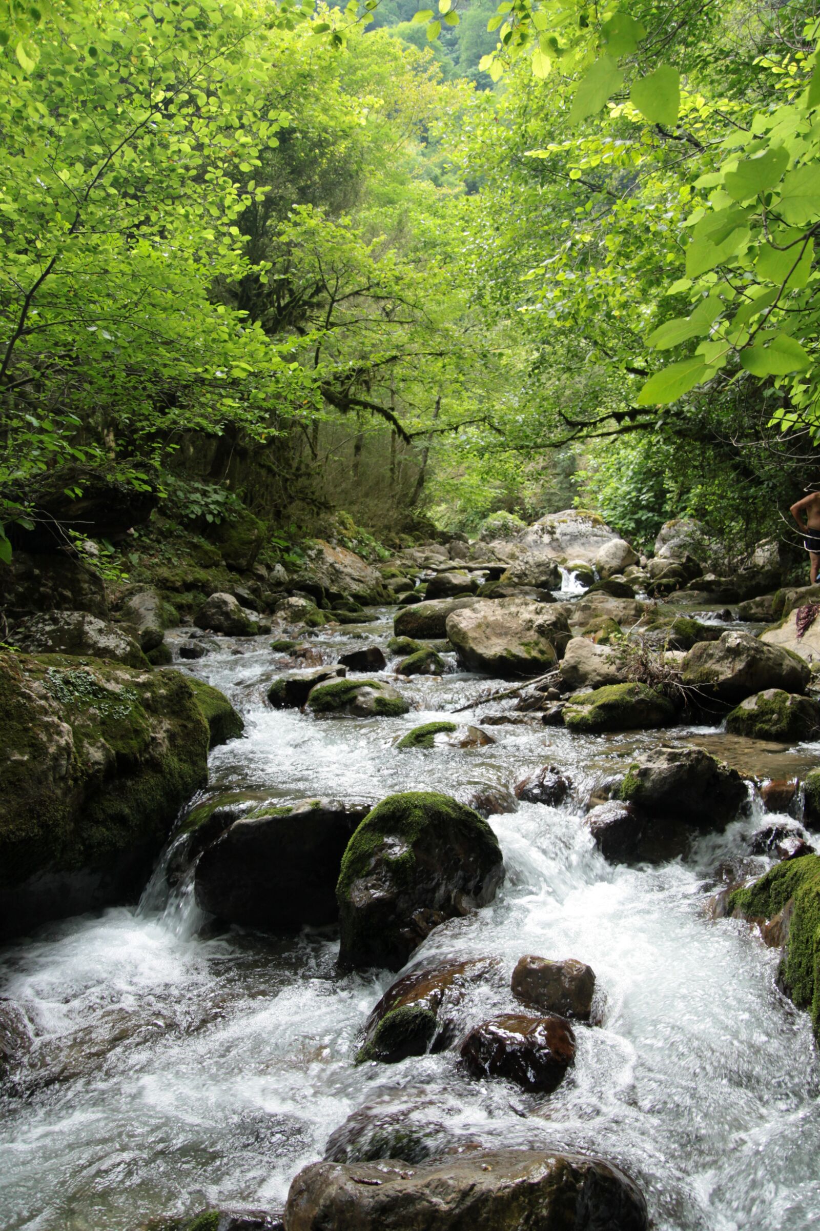 Canon EOS 50D sample photo. Nature, forest, light photography