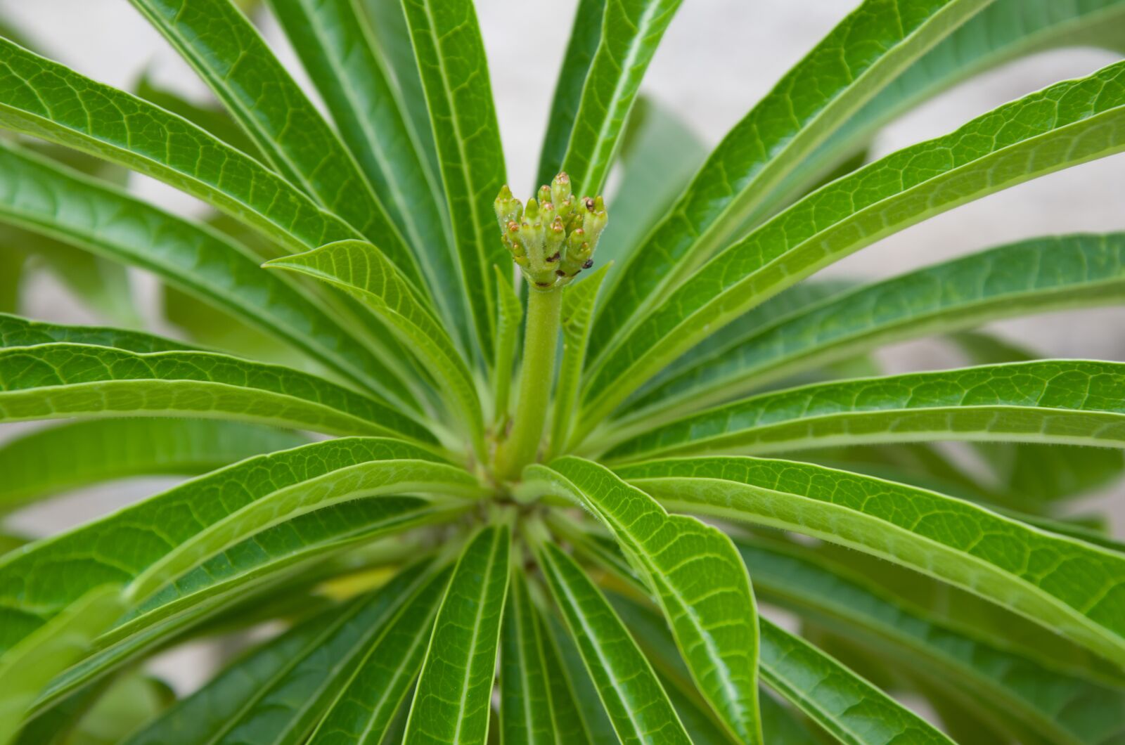 Nikon D7000 sample photo. Plant, leaf, nature photography