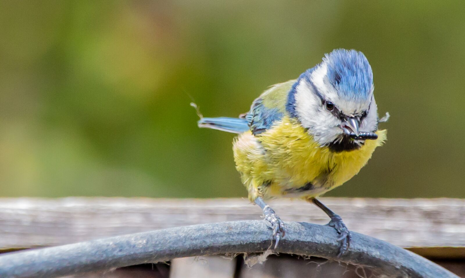 150-600mm F5-6.3 DG OS HSM | Contemporary 015 sample photo. Bluetit on a fence photography