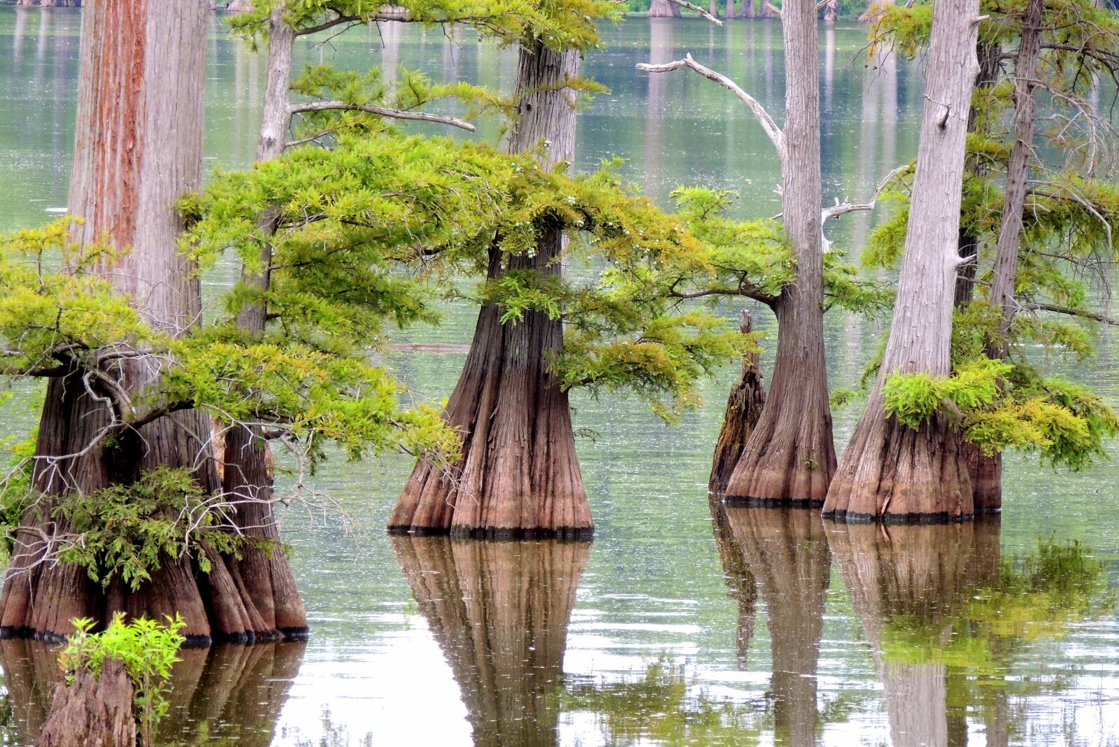 Nikon Coolpix P510 sample photo. Tree, water, cypress photography