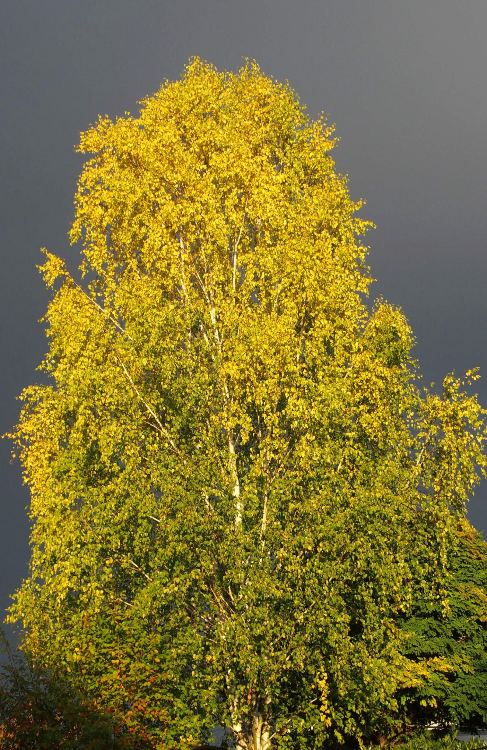 Olympus STYLUS1 sample photo. Birch, tree, thunderstorm photography