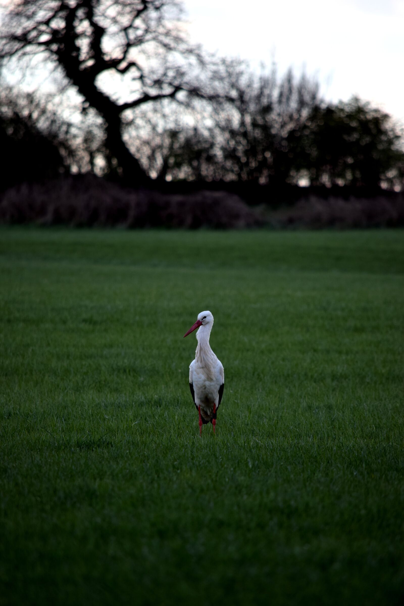 Nikon D5300 sample photo. Stork, field, bird photography