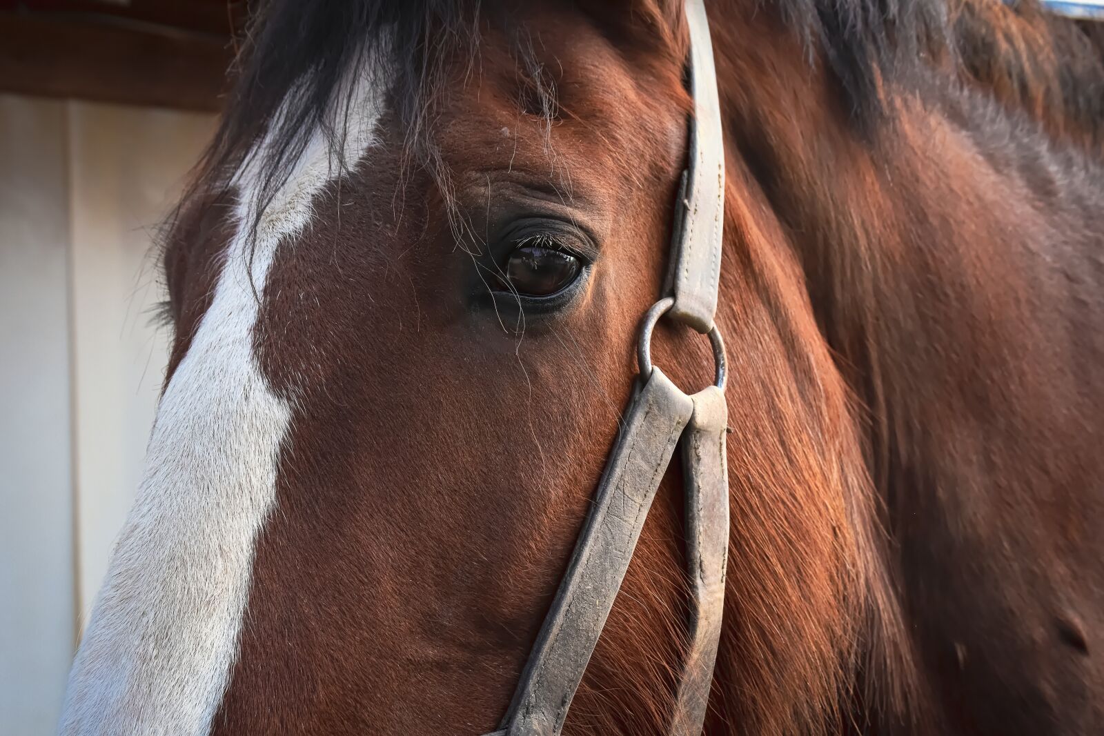 Nikon D7200 sample photo. Shire horse, horse, brown photography