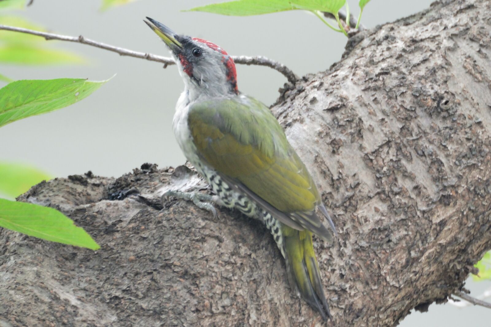 Nikon D800 sample photo. Natural, bird, wild animals photography