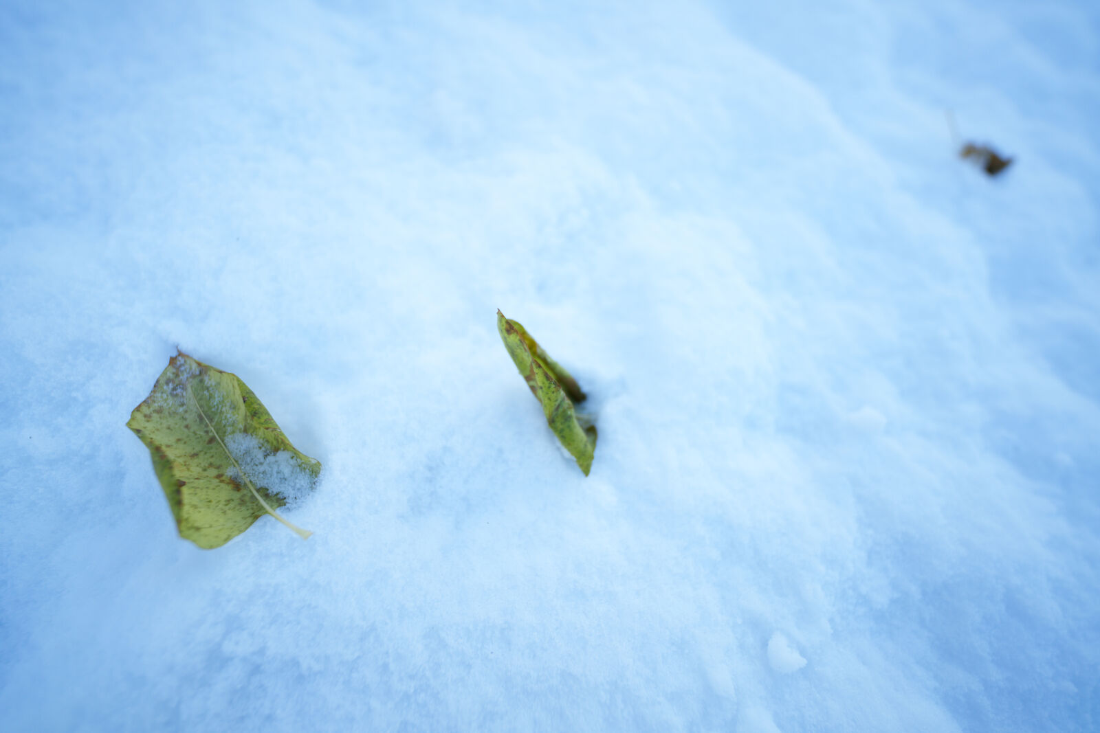 Sigma 14mm F1.4 DG DN sample photo. Frozen leaves photography