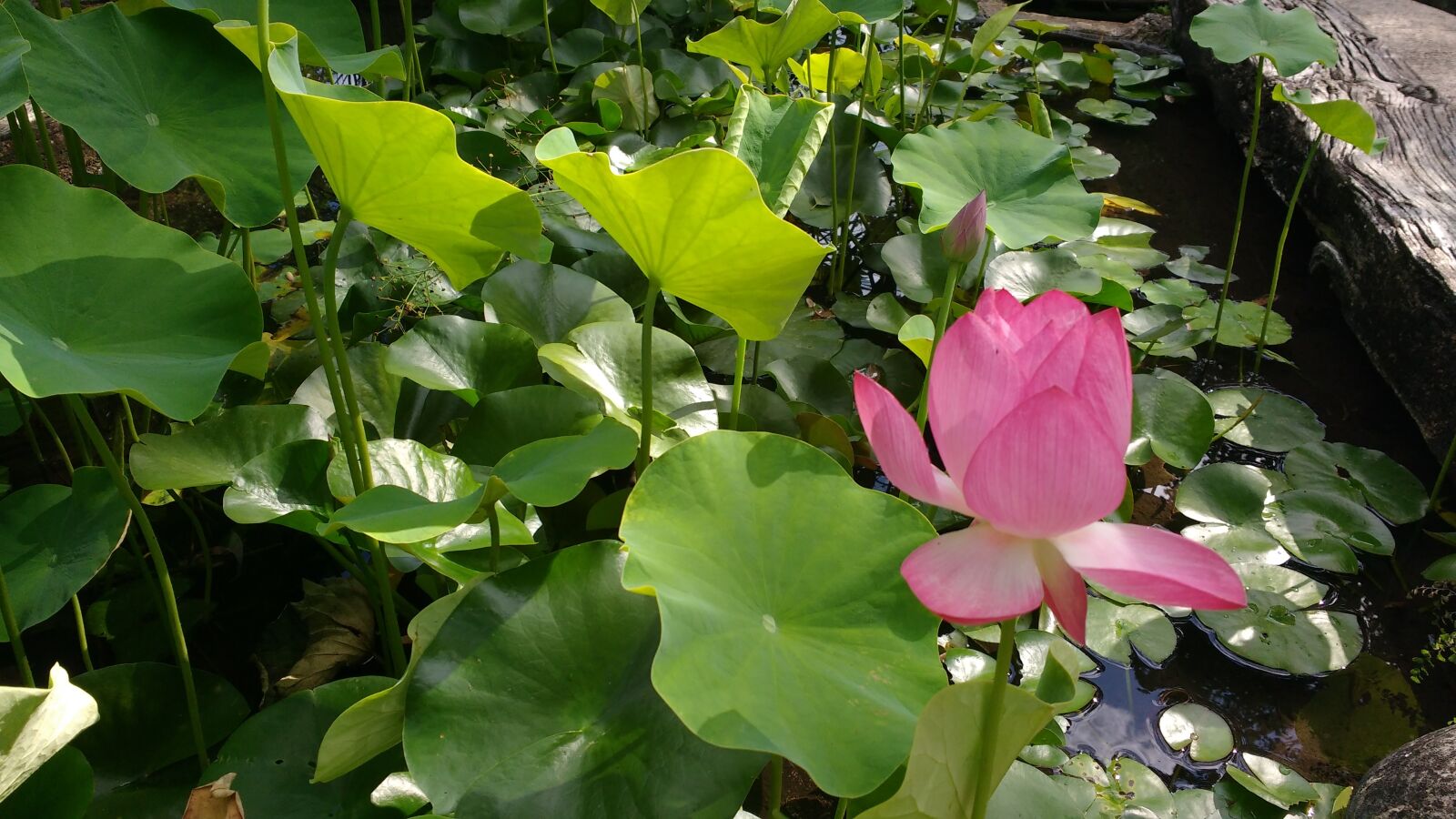 Motorola MotoG3 sample photo. Basin, aquatic plant, lotus photography