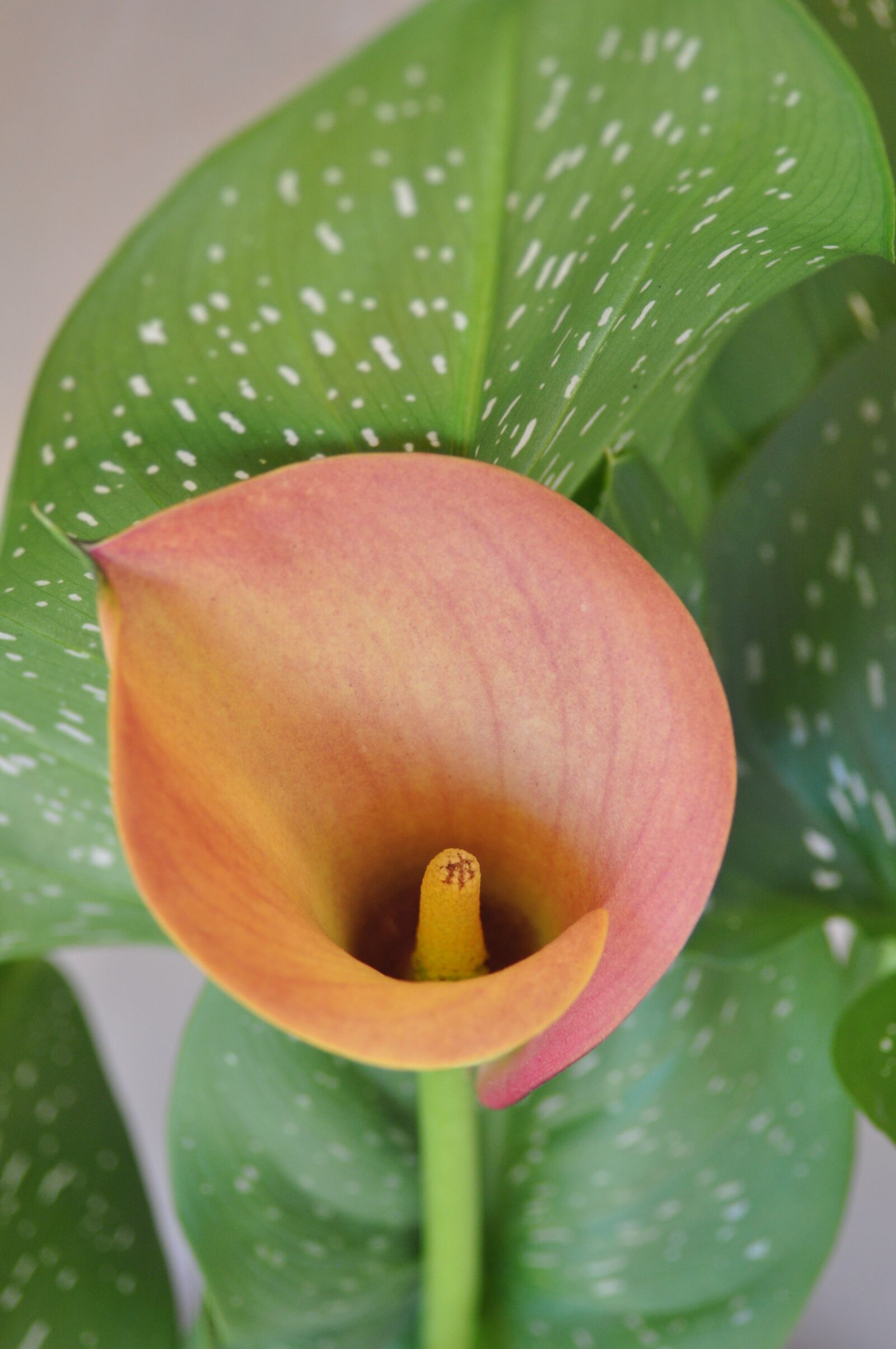Nikon D90 sample photo. Nature, flower, leaf photography