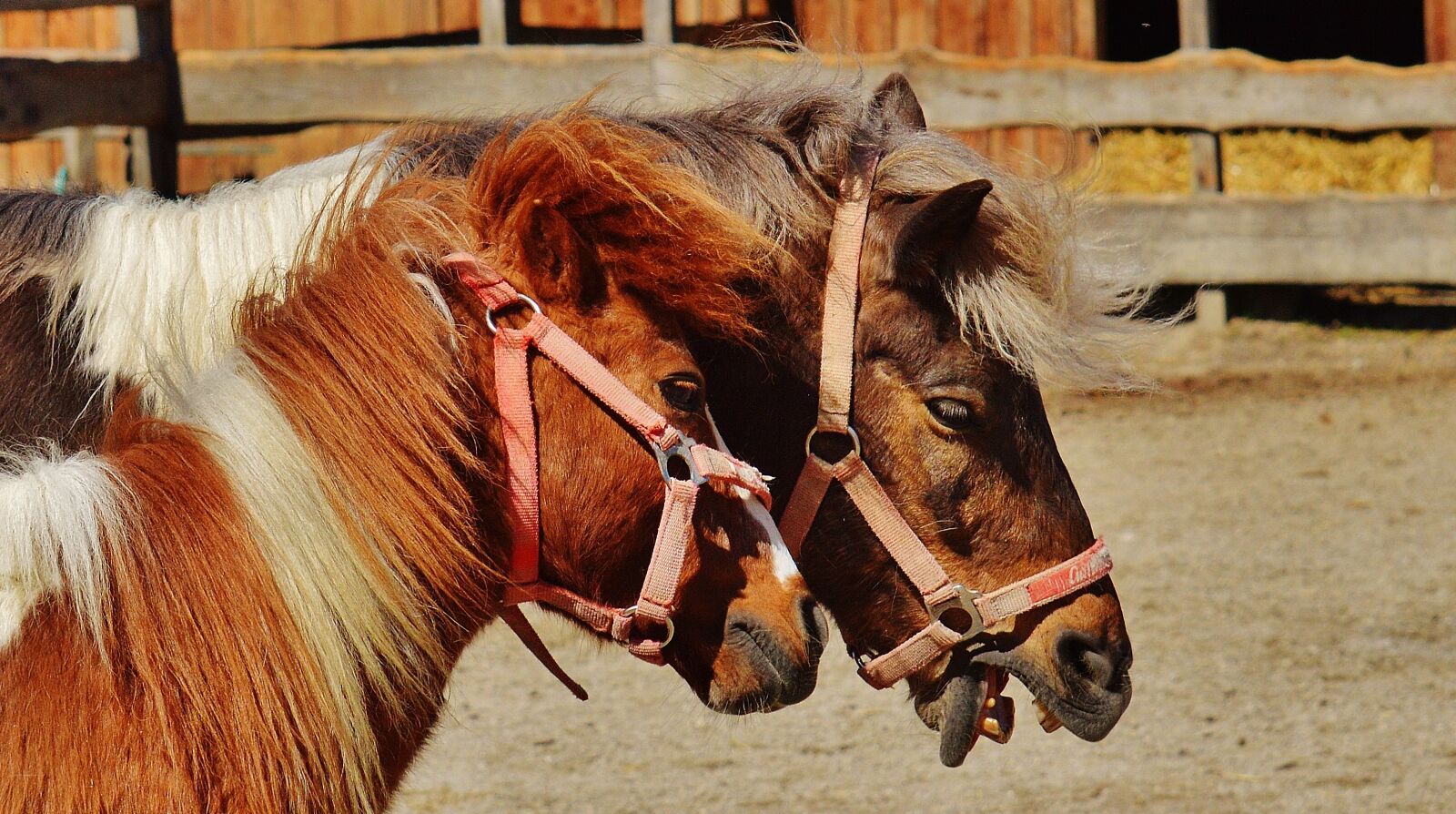 Nikon D3200 sample photo. Horses, play, funny photography