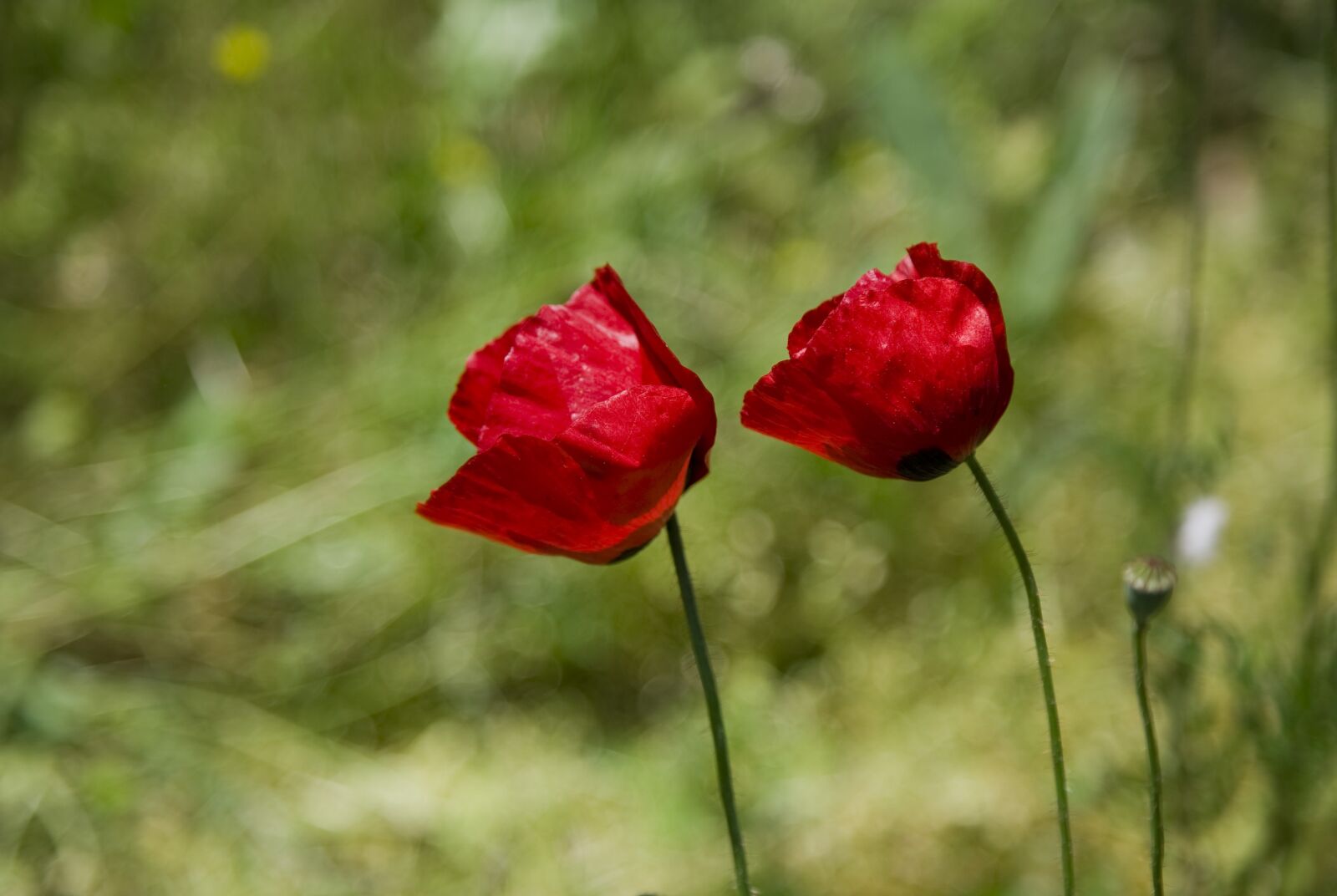 Canon EOS 5D sample photo. Papaver rhoeas, flower, nature photography