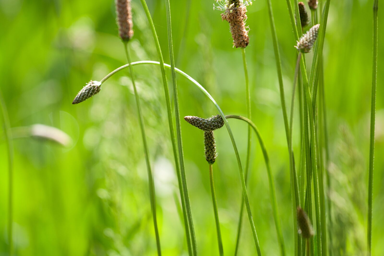Canon EOS 350D (EOS Digital Rebel XT / EOS Kiss Digital N) sample photo. Grass, meadow, spring photography