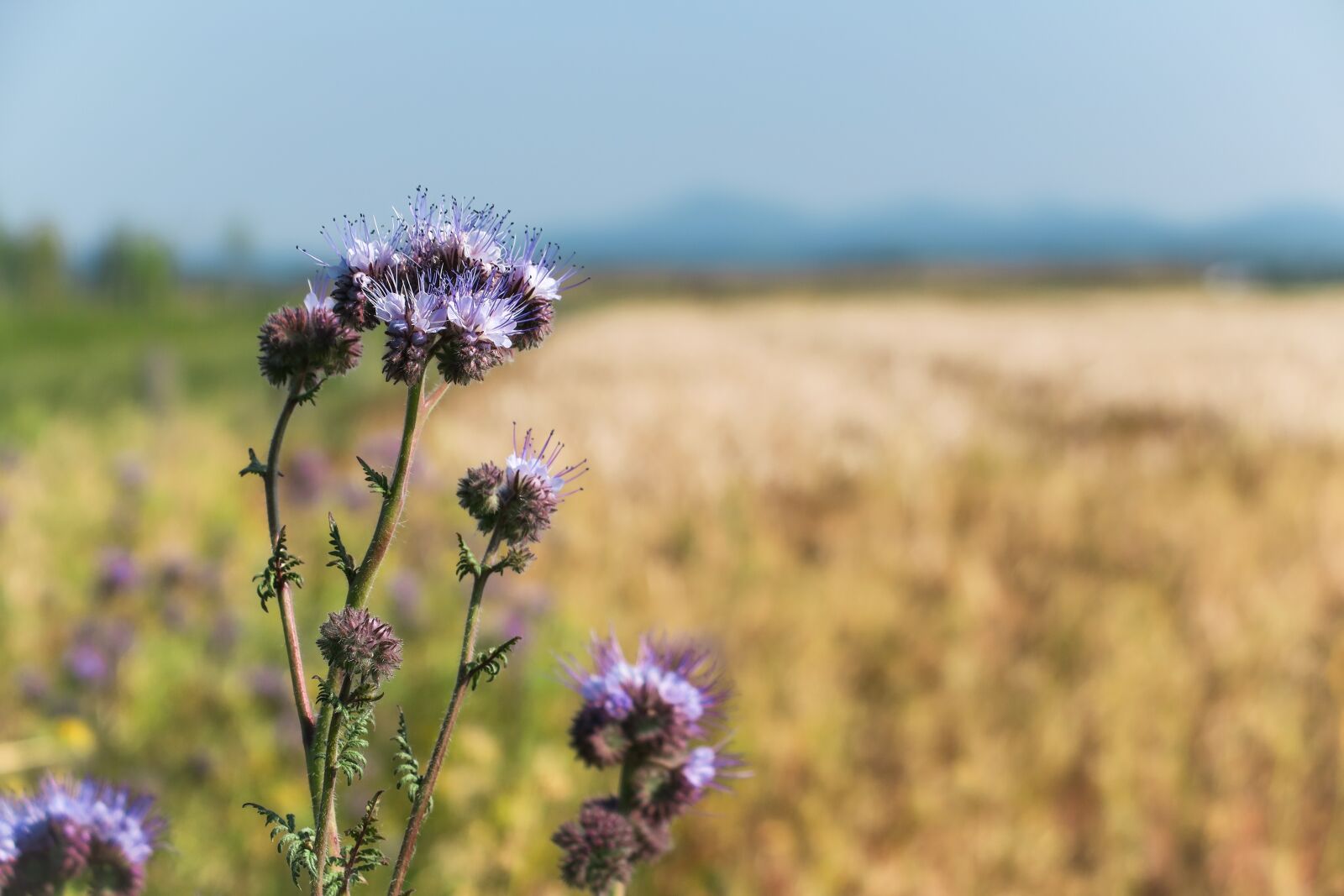 Canon PowerShot G3 X sample photo. Phacelia, blossom, bloom photography