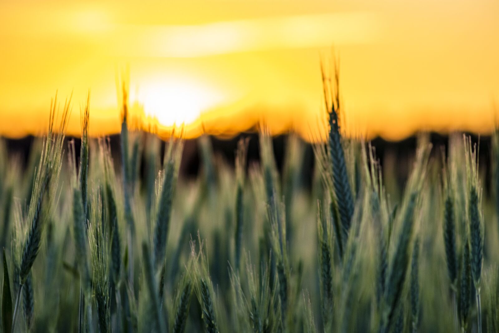 Canon EOS 80D sample photo. Sunset, abendstimmung, landscape photography